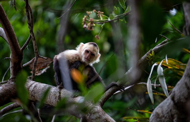 Biodiversity and forestry indicators