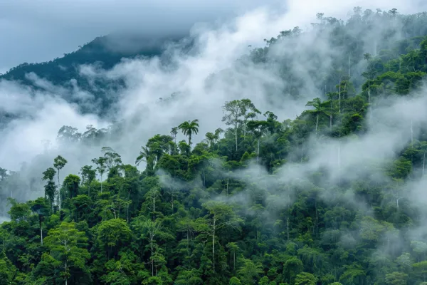 Evergreen Rain Forest Stock Photo Capture