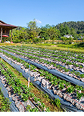 Sustainable agriculture
